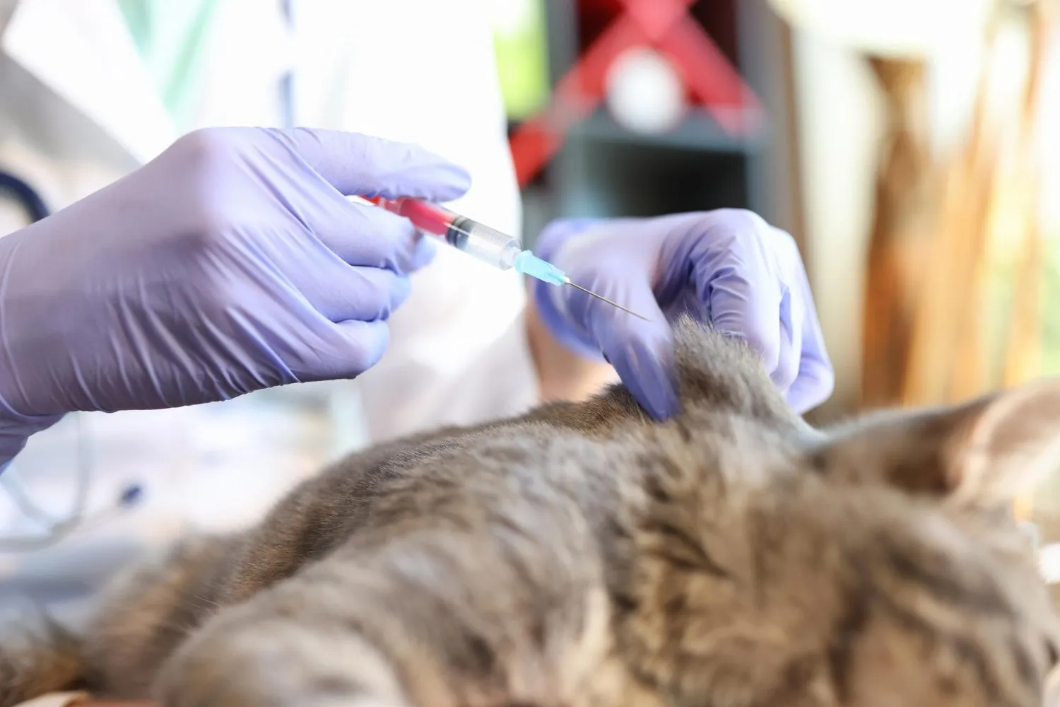 A cat receiving a vaccination