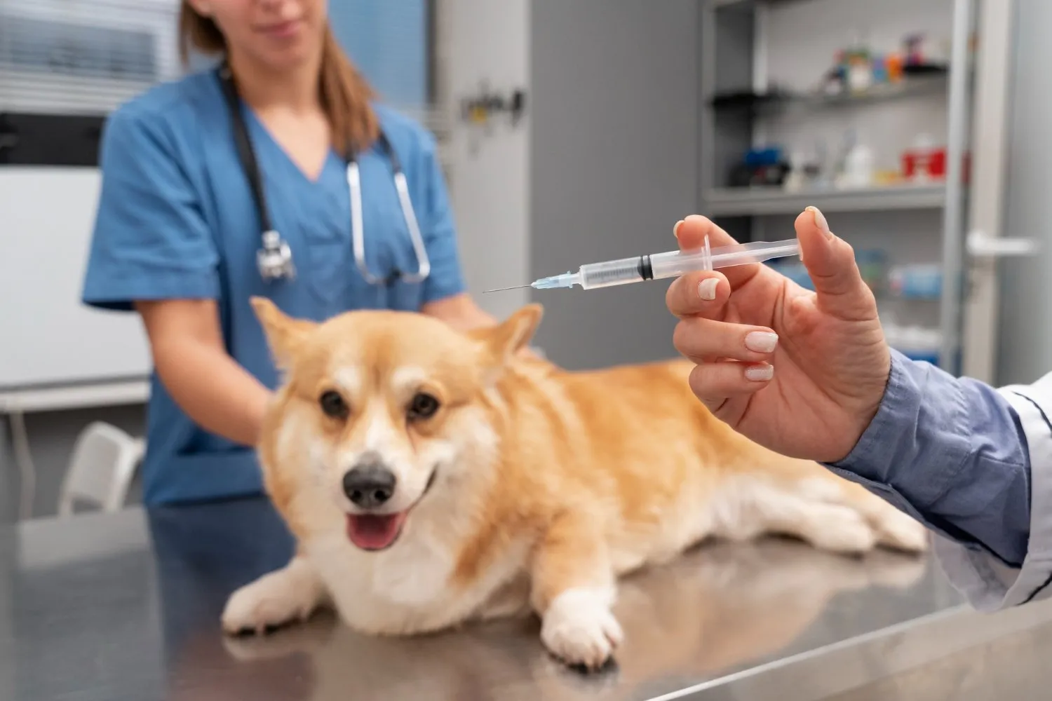 Vaccinations at Cobblestone Veterinary Hospital