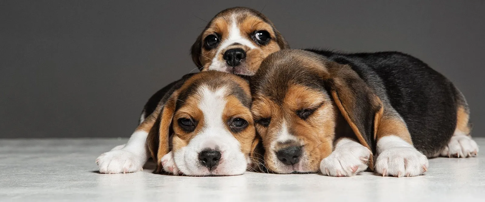 Three beagle puppies lying together
