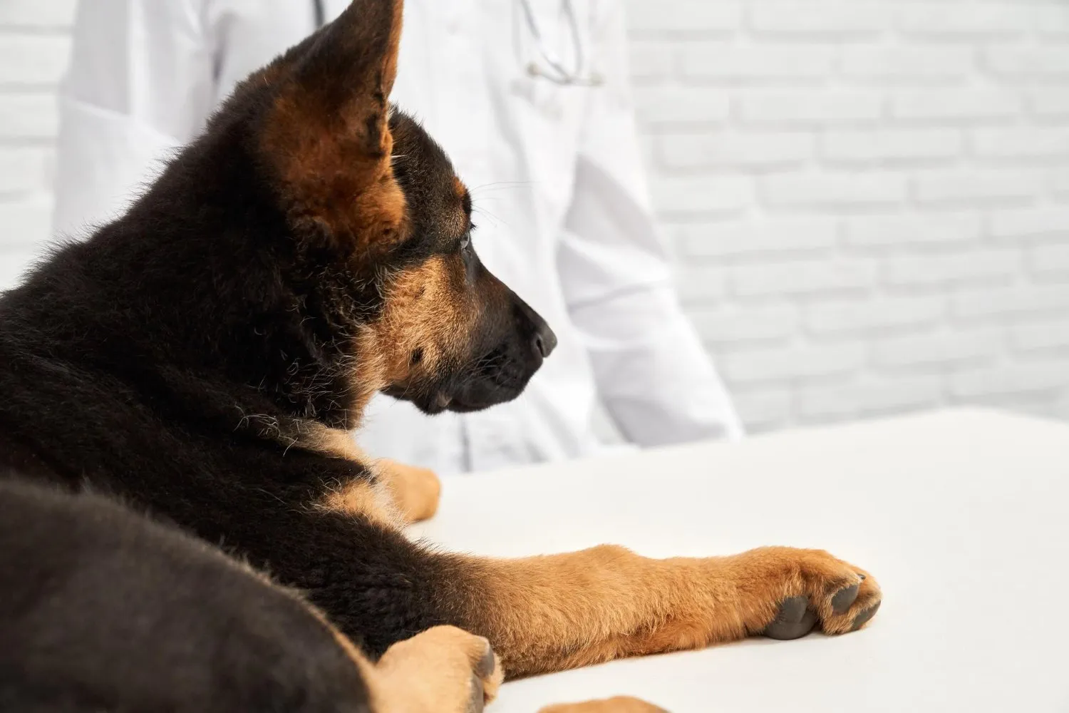 A German shepherd puppy lying on the exam table