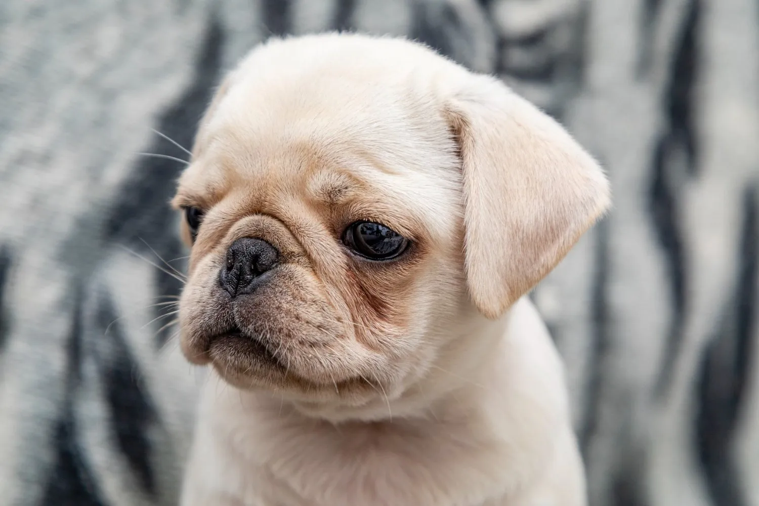 Puppy Care at Cobblestone Veterinary Hospital