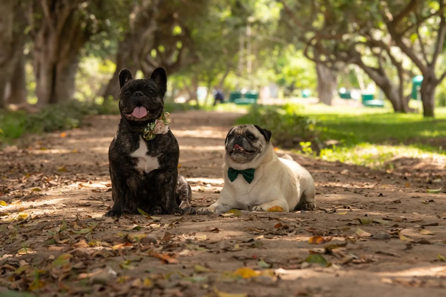 A French bulldog and a pug sitting together in a park