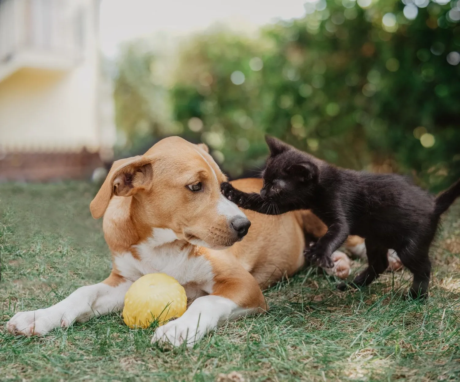 A beagle and a black kitten playing in the grass