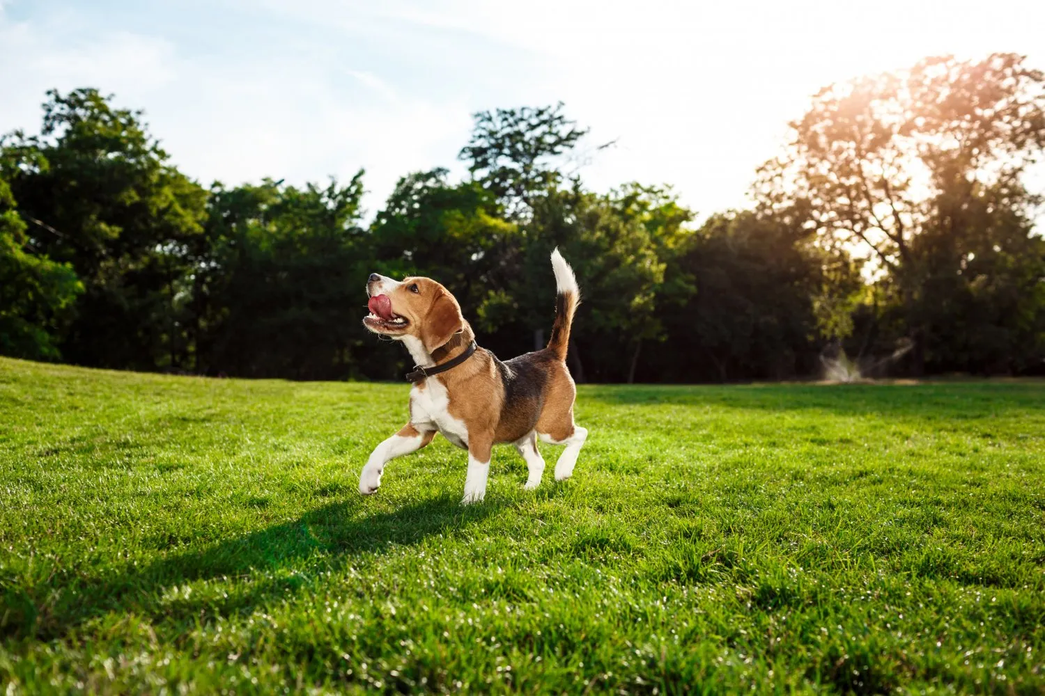A beagle running across a sunny lawn