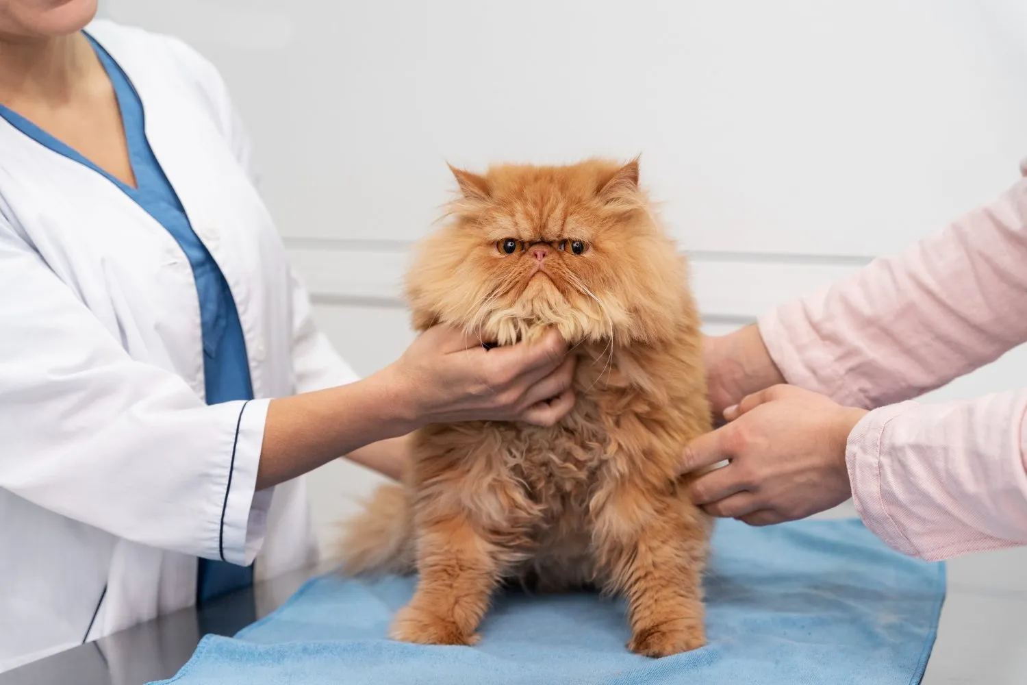 A Persian cat being examined on the table