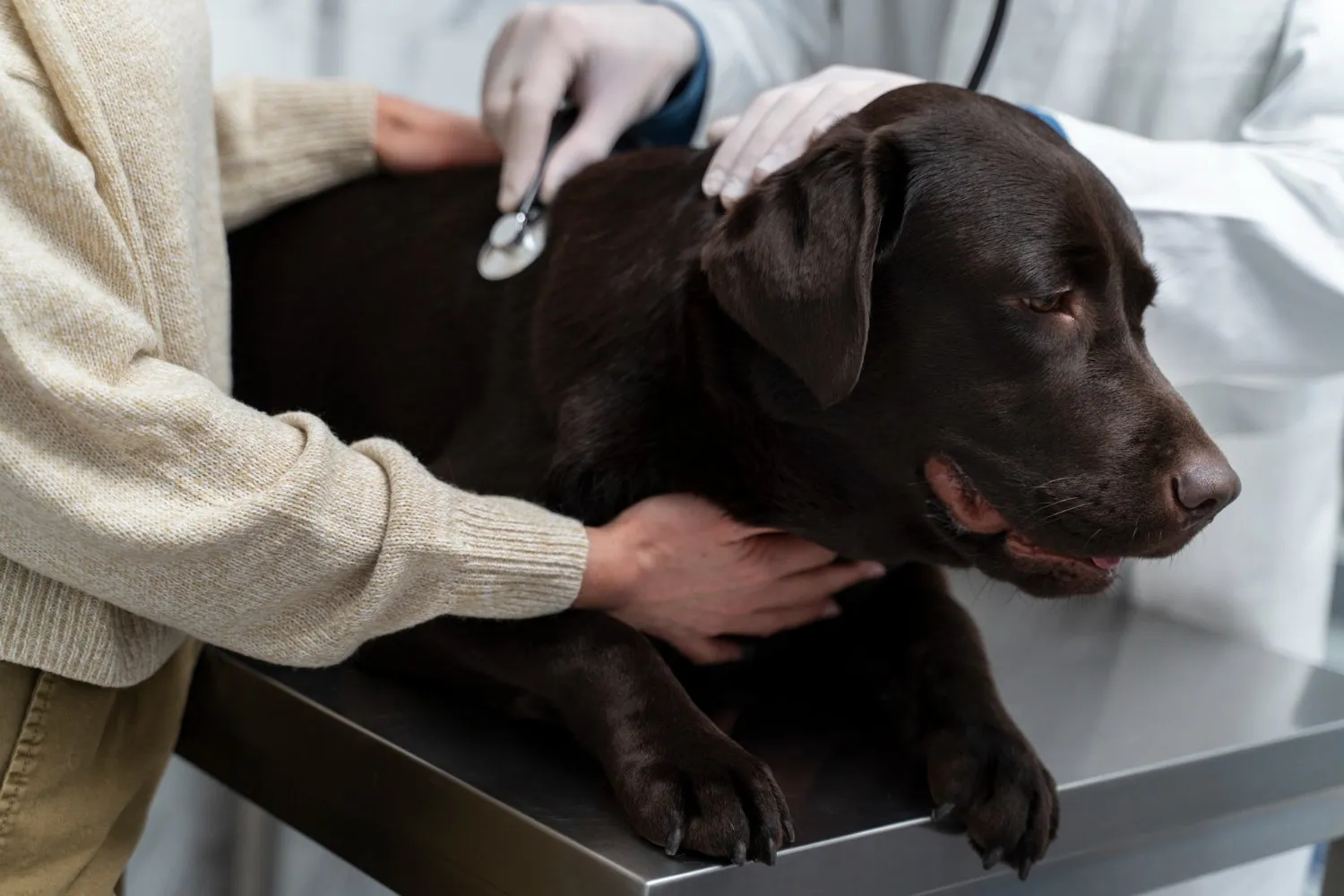 A veterinarian listening to a chocolate Labrador's heart