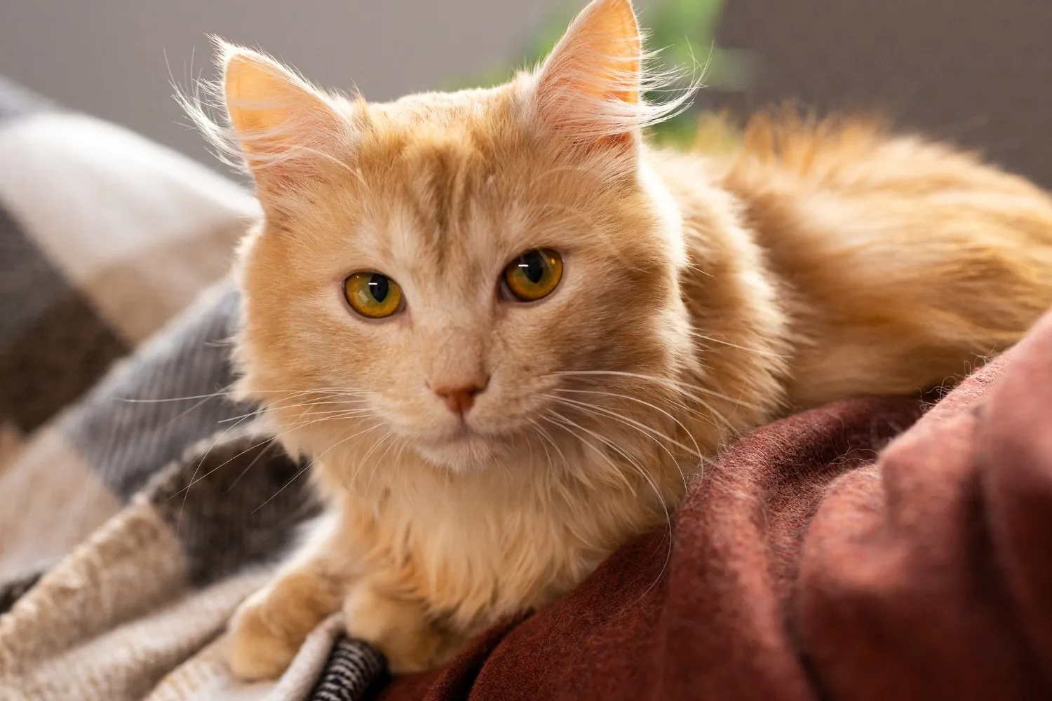 An orange cat lying on a cozy blanket