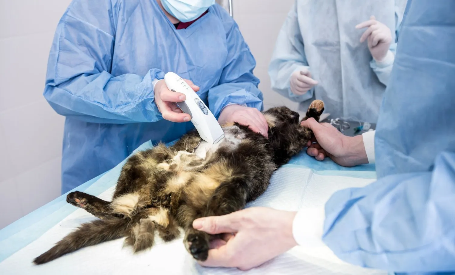A veterinary team preparing a cat for a procedure