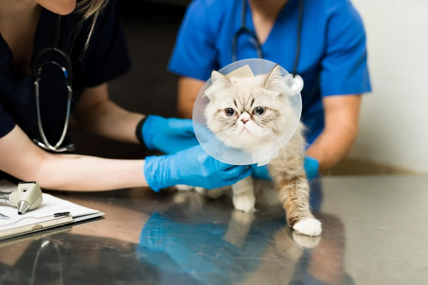 A Persian cat in a recovery cone on the exam table