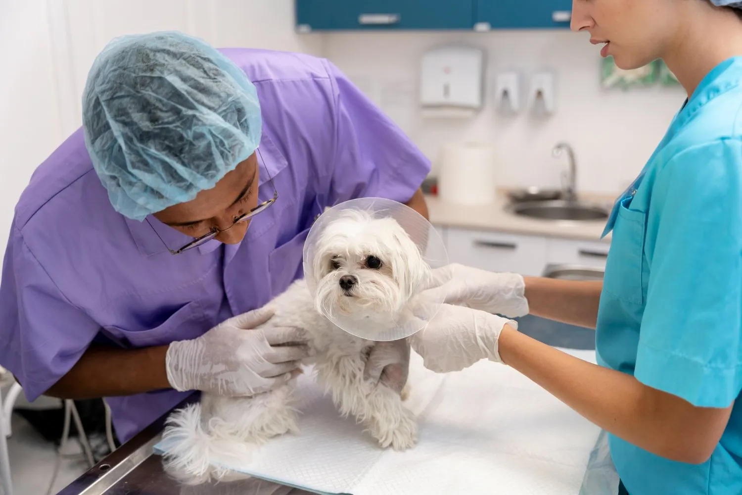 A veterinary team examining a small white dog