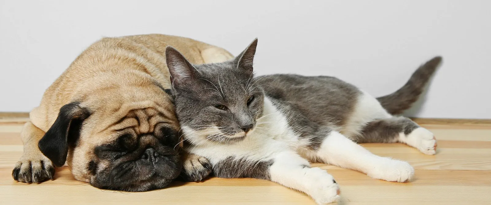 A pug and a grey cat napping together
