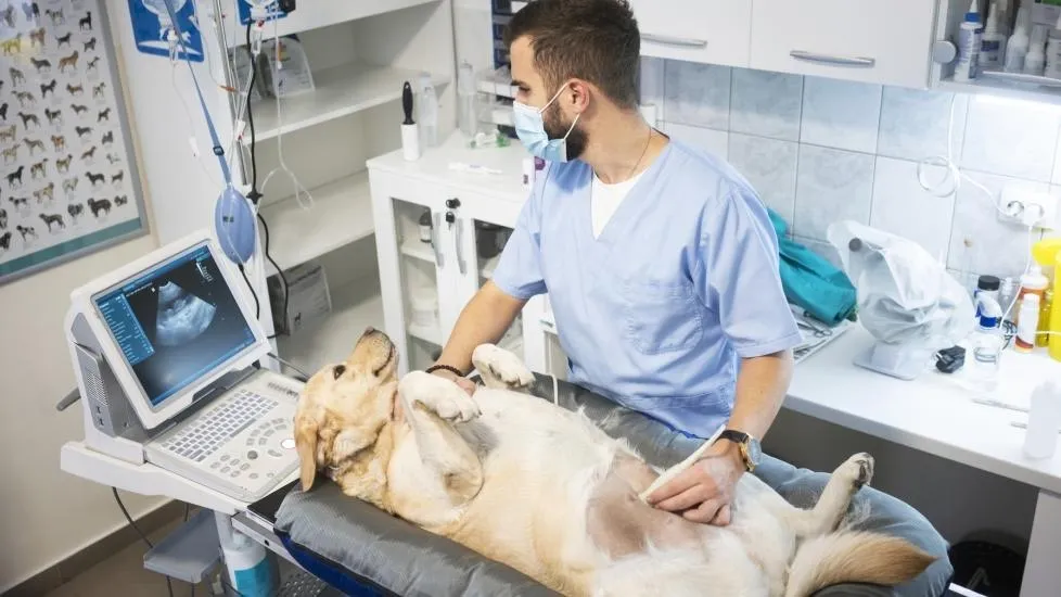 A dog having an ultrasound
