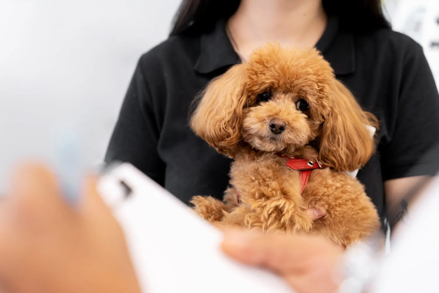 A woman holding a curly-haired poodle