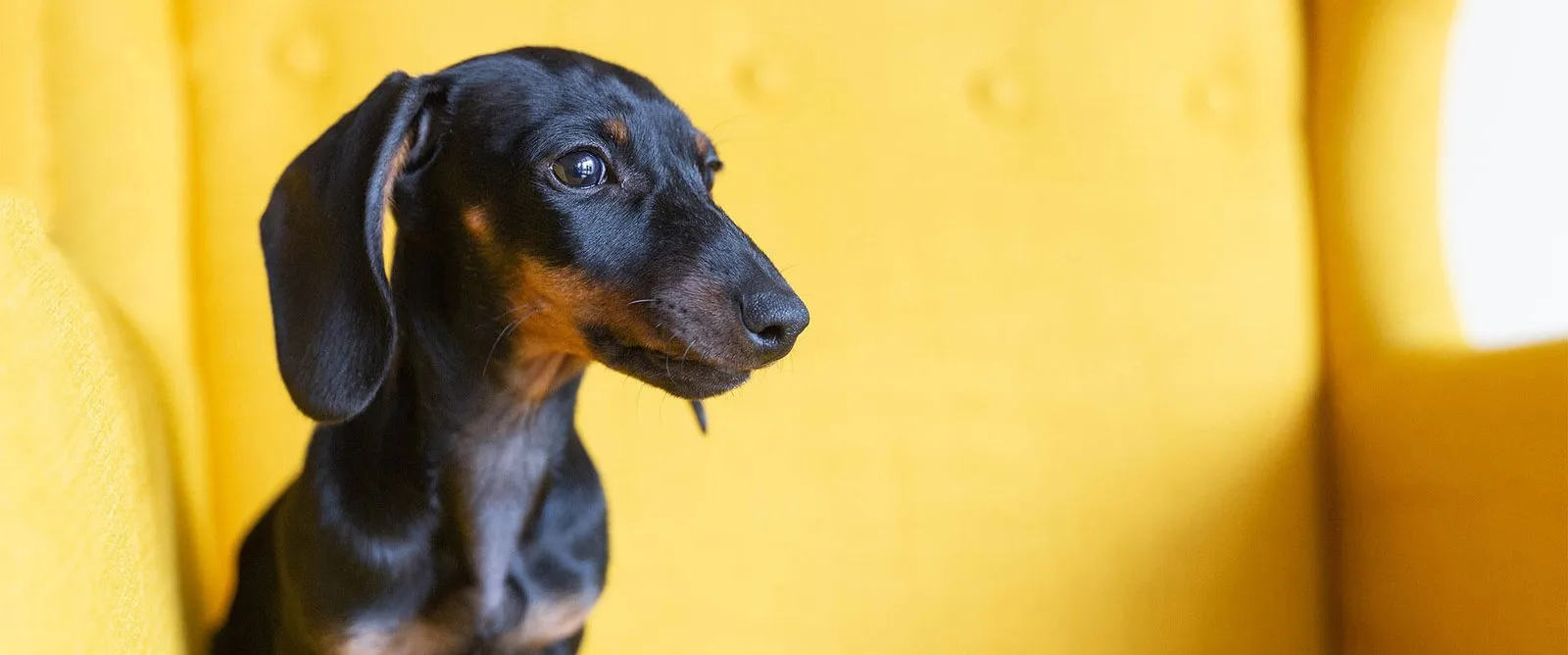 A dachshund sitting in a yellow chair