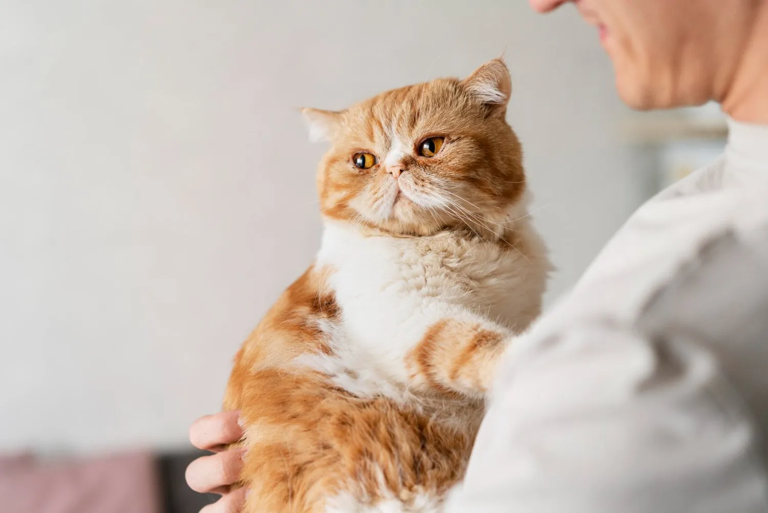 An orange and white cat held by its owner