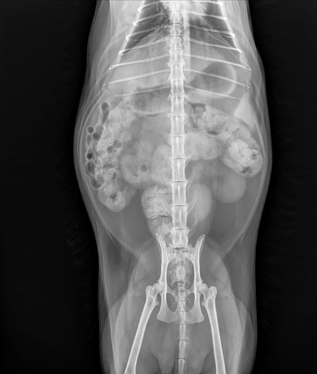 A digital X-ray of a pet's chest and abdomen