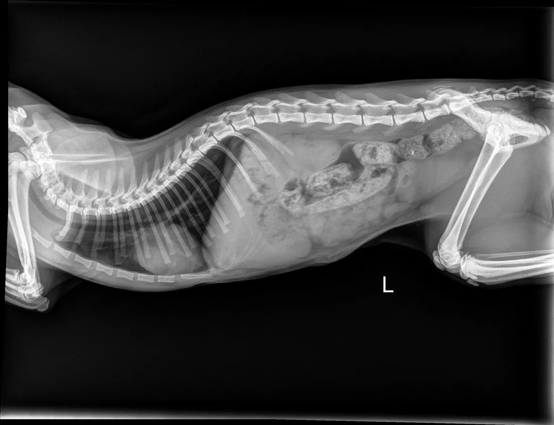 A side-view X-ray of a dog taken at our hospital