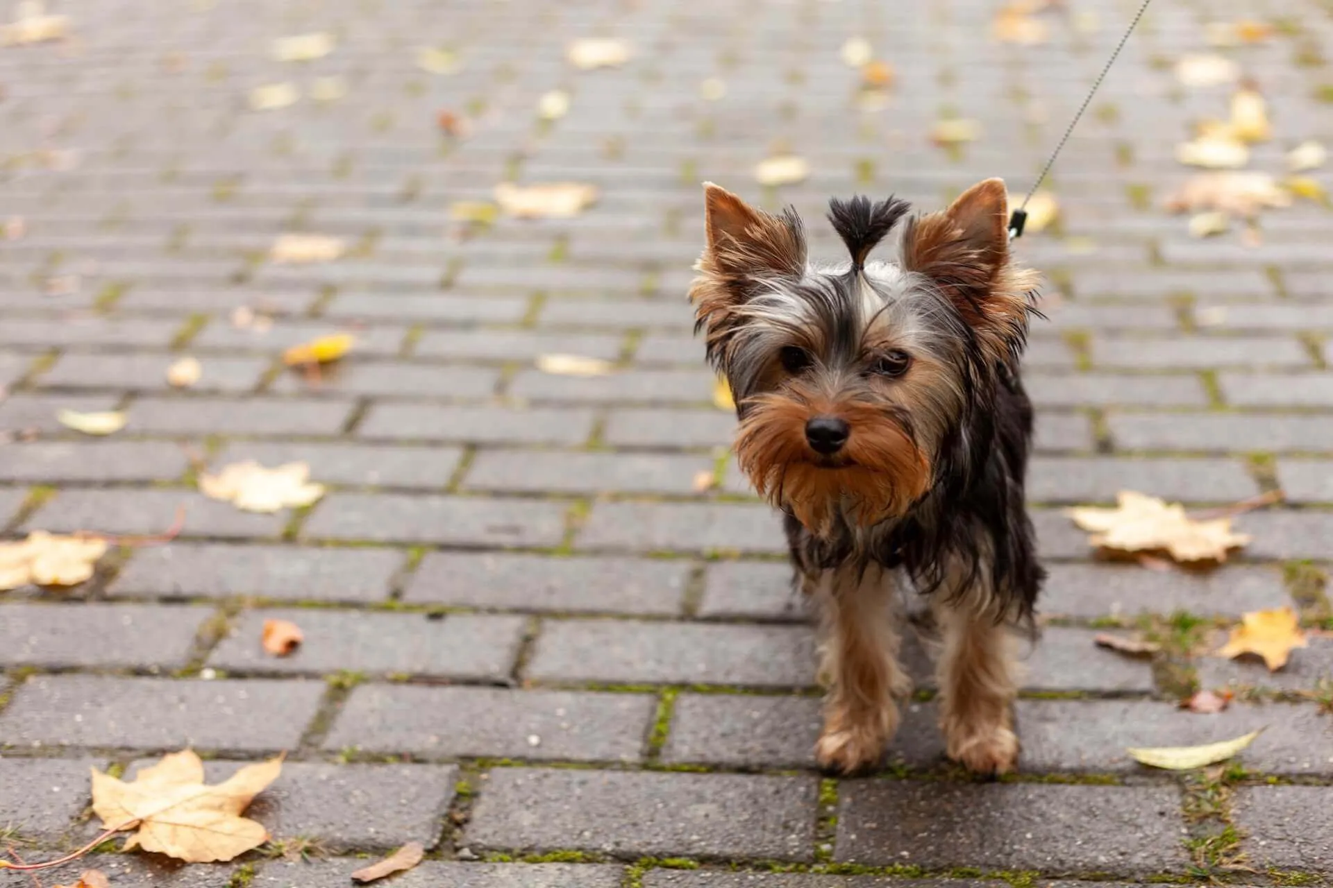 A Yorkshire terrier standing on a cobblestone path