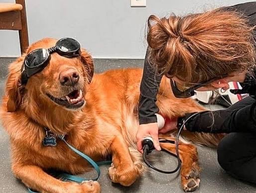 Dog Laser Therapy